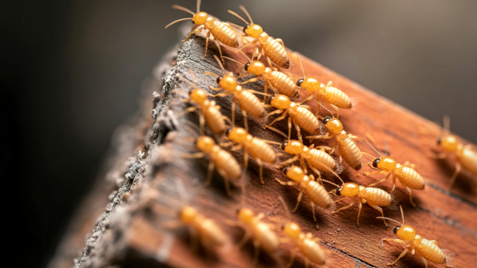 Tratamiento de termitas